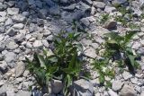 Symphytum officinale