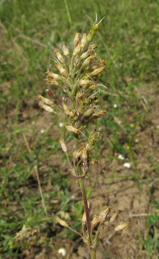 Изображение особи Silene hellmannii.