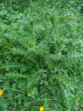 род Cirsium