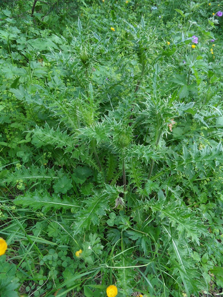 Изображение особи род Cirsium.