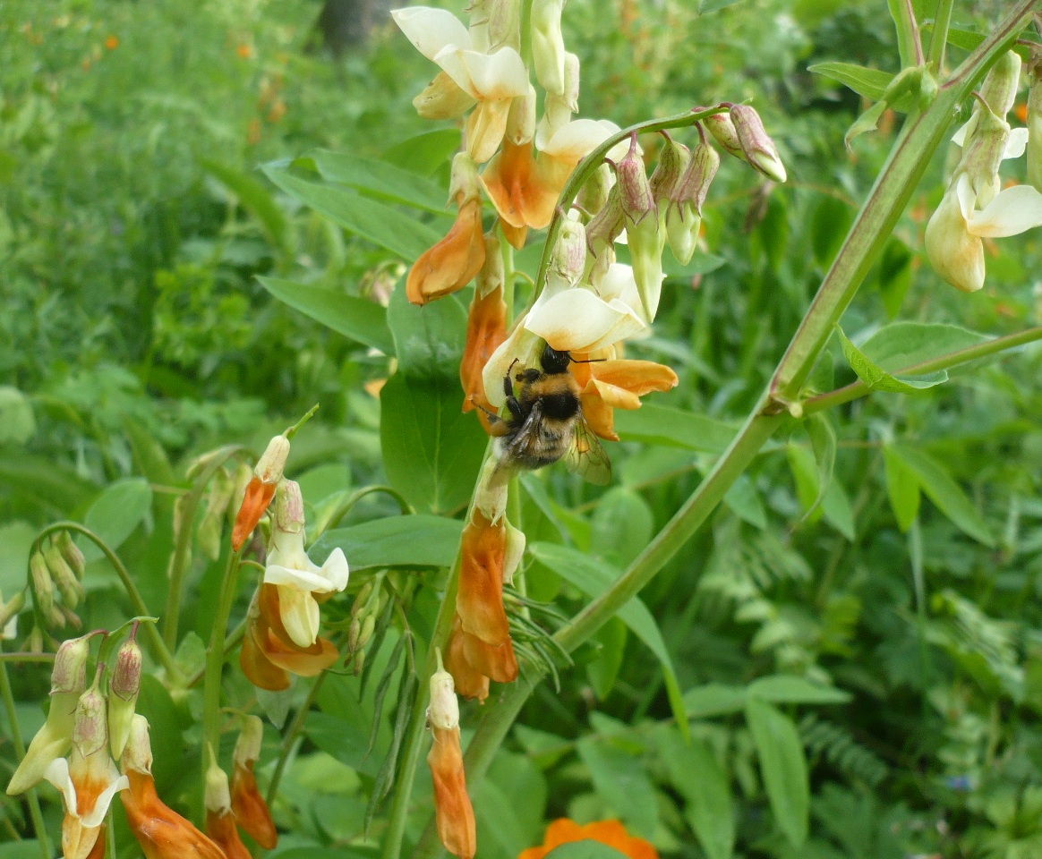 Изображение особи Lathyrus gmelinii.