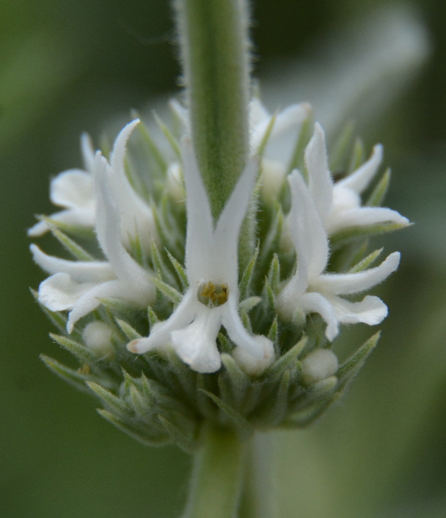 Image of Marrubium praecox specimen.