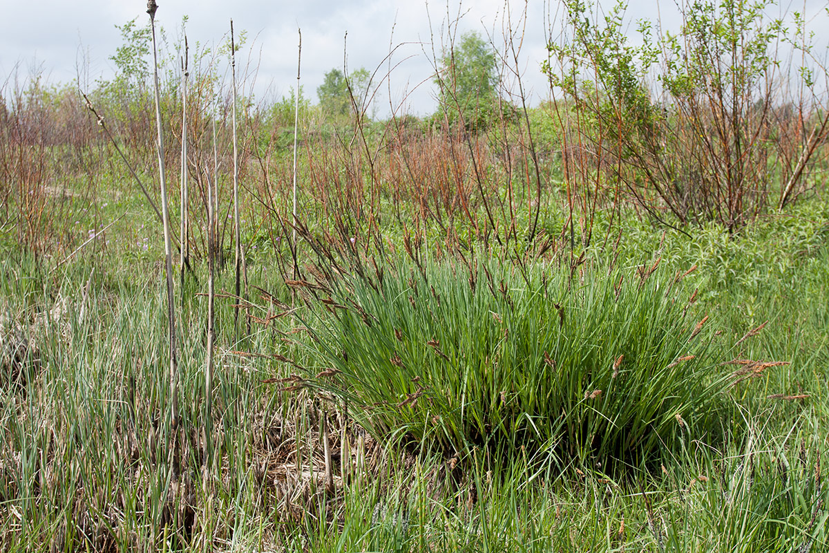 Изображение особи Carex elata.