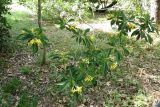 Hymenosporum flavum