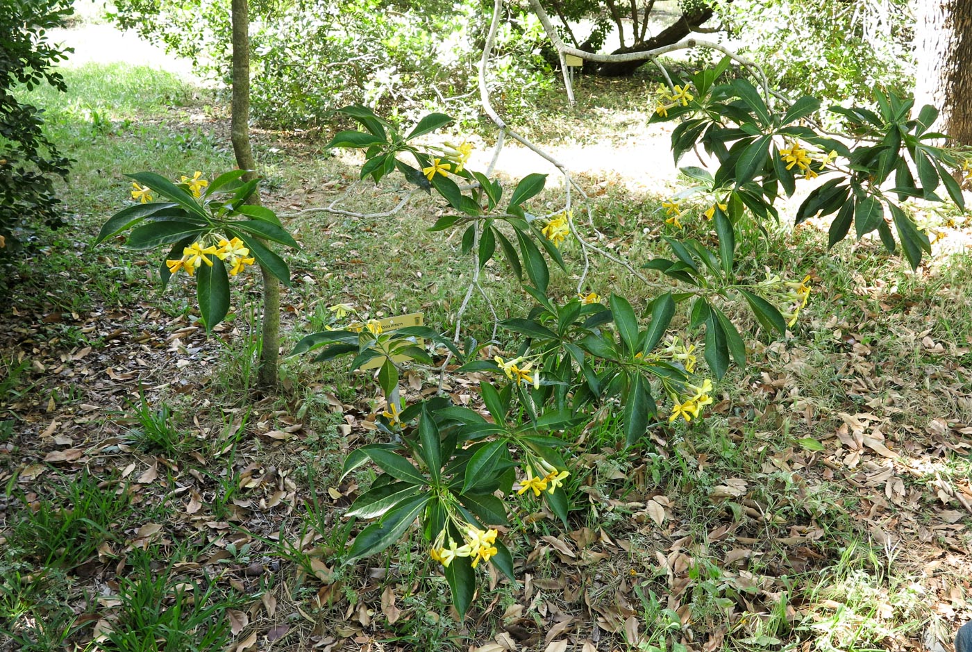 Изображение особи Hymenosporum flavum.