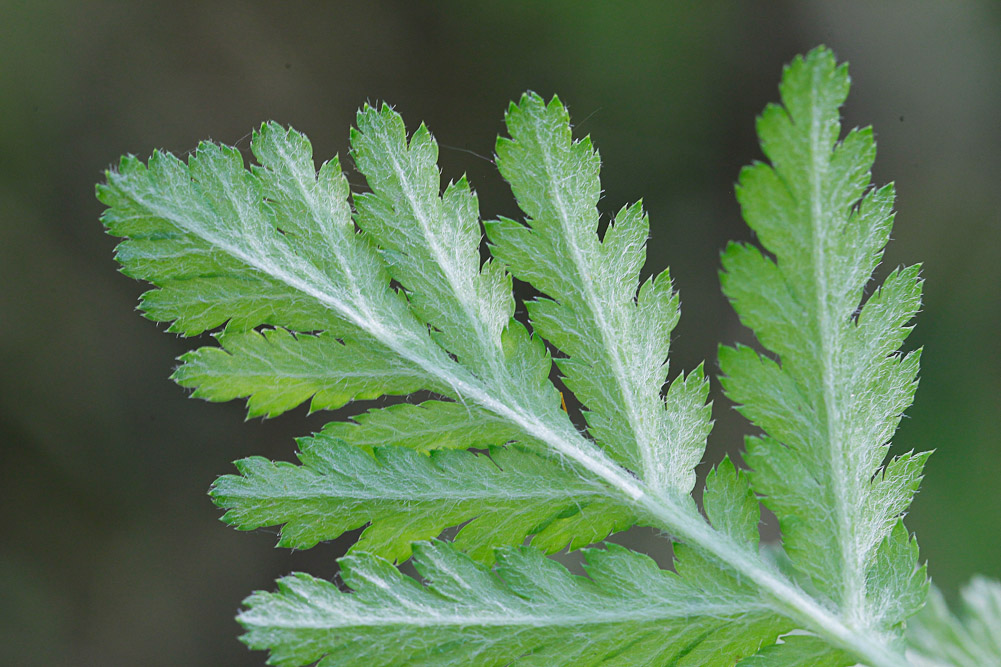 Image of Pyrethrum corymbosum specimen.