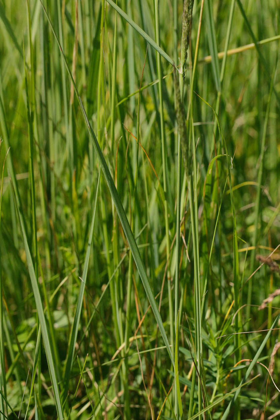 Изображение особи Calamagrostis epigeios.