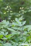 Caulophyllum robustum