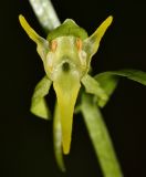 Platanthera maximowicziana. Цветок. Приморский край, окр. г. Находка, в дубовом лесу. 04.07.2016.