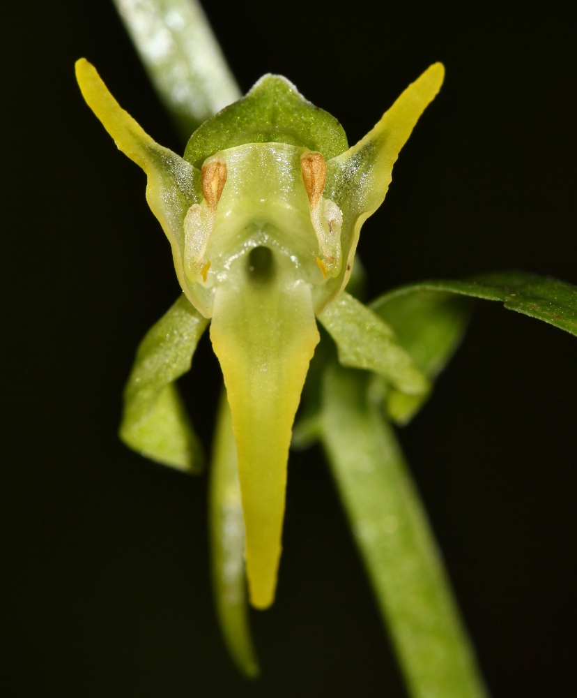 Изображение особи Platanthera maximowicziana.