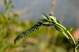 Veronica spicata подвид bashkiriensis. Верхушка зацветающего побега. Южный Урал, Челябинская обл., правый берег р. Ай ниже Больших Притесов. 9 июля 2016 г.