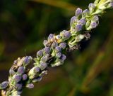 Verbascum nigrum. Часть побега с отцветшими цветками и формирующимися плодами. Московская обл., Раменский р-н, окр. ж.-д. платформы Хрипань, просека под ЛЭП. 16.07.2016.