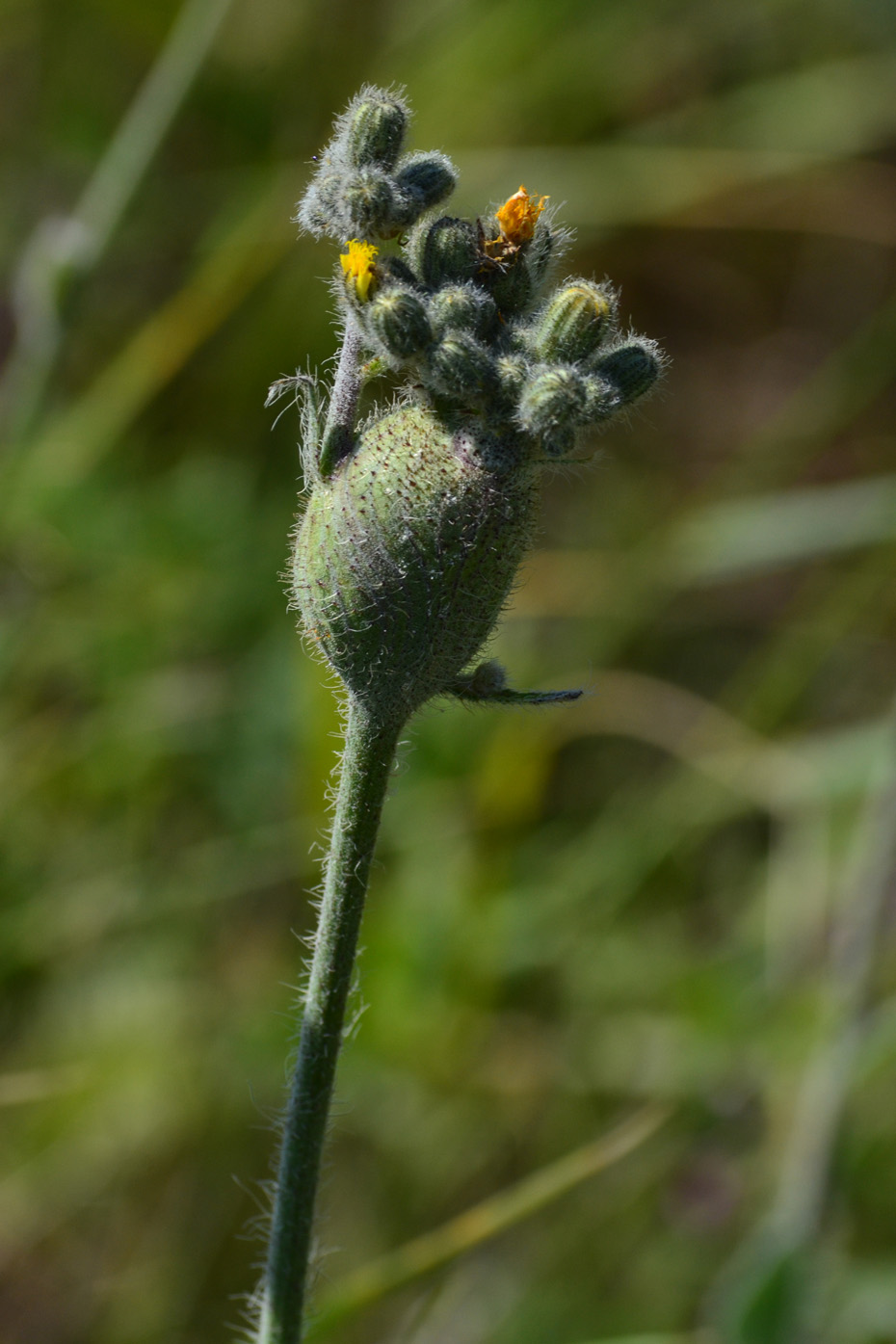 Image of Pilosella echioides specimen.