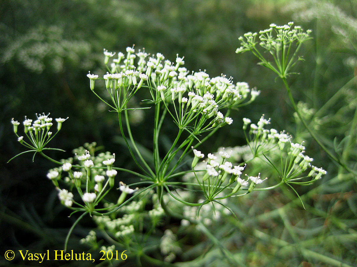 Изображение особи Falcaria vulgaris.