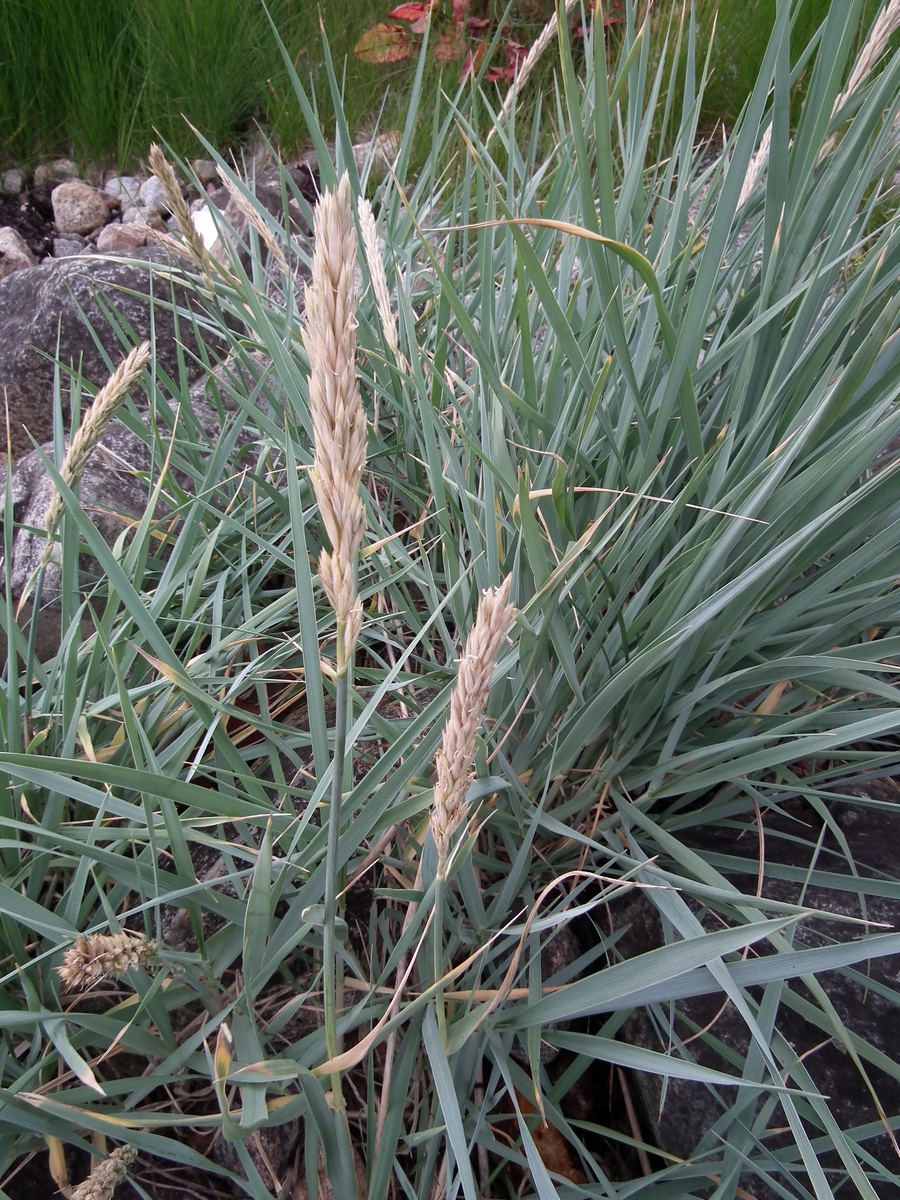 Image of Leymus arenarius specimen.