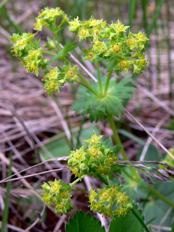 Image of Alchemilla auriculata specimen.