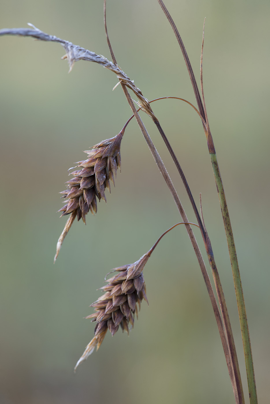 Image of Carex limosa specimen.