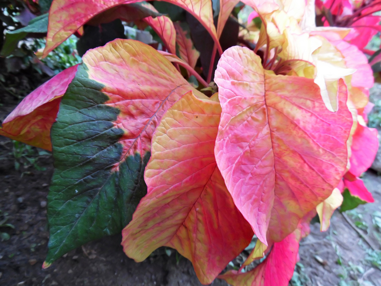 Image of Amaranthus tricolor specimen.