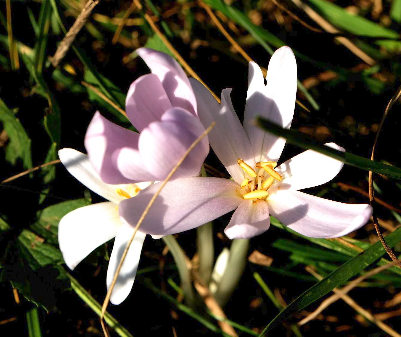 Image of Colchicum umbrosum specimen.