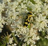 Daucus carota. Часть соцветия с кормящимся жуком-усачом. Крым, городской округ Феодосия, пгт Коктебель, сорное на газоне. Июль 2016 г.