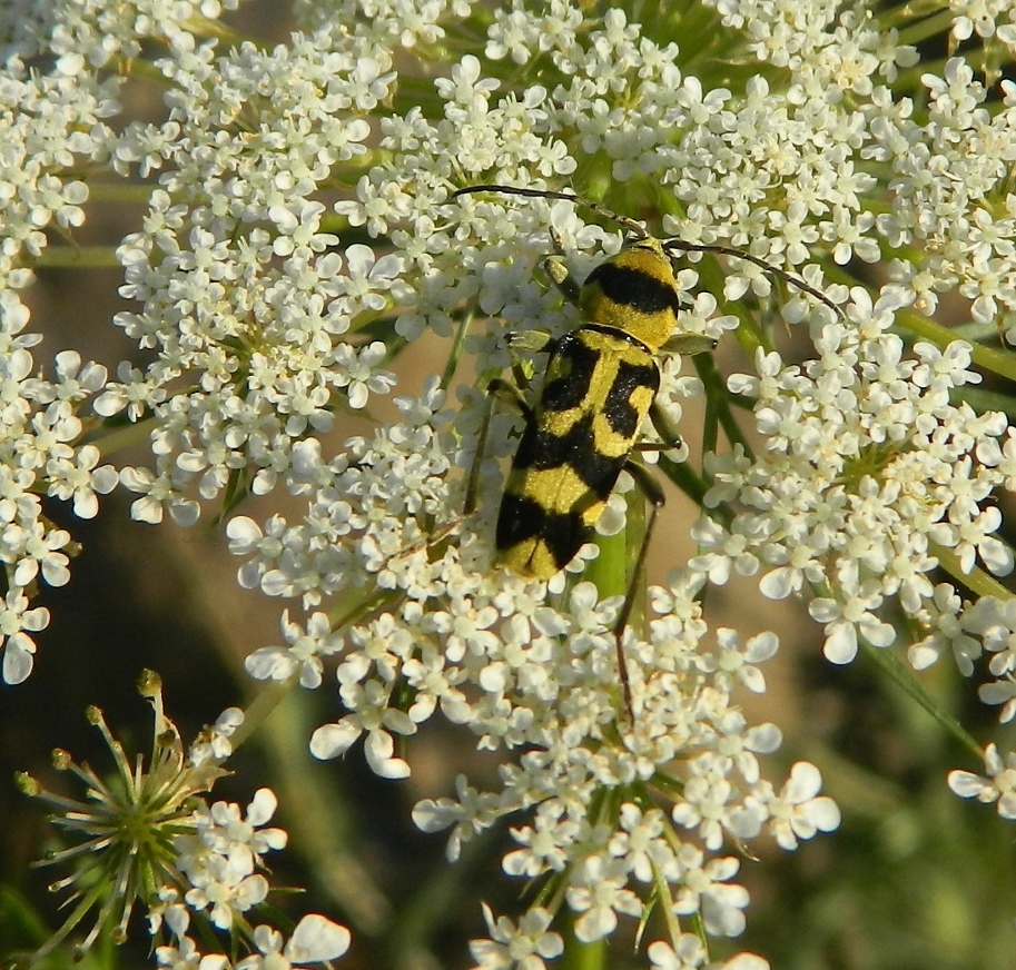 Изображение особи Daucus carota.