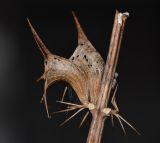 Image of specimen