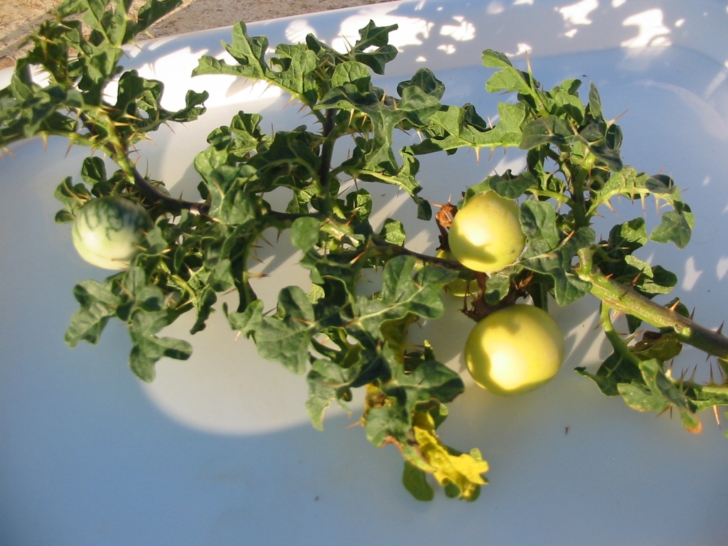Image of Solanum linnaeanum specimen.