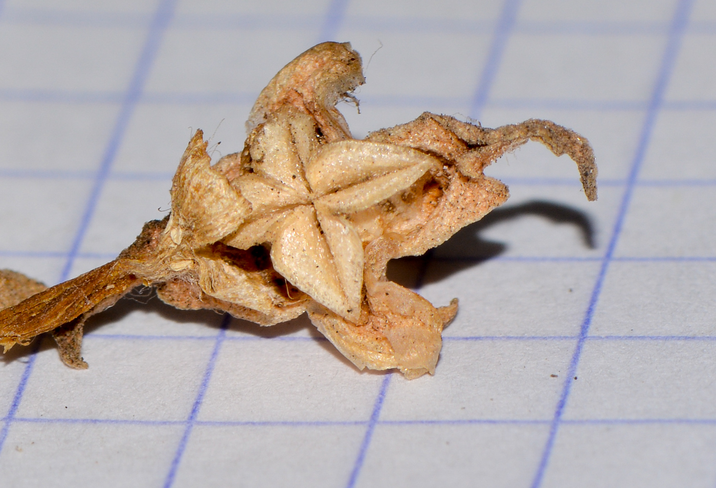 Image of Aptenia &times; vascosilvae specimen.