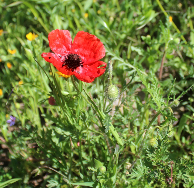 Изображение особи Papaver hybridum.