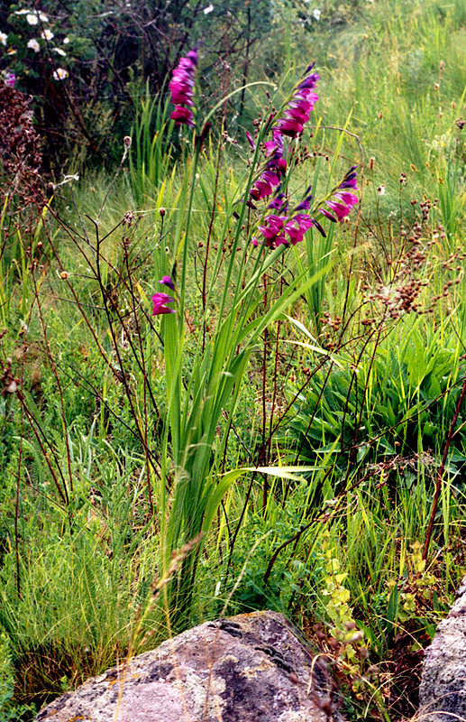 Изображение особи Gladiolus imbricatus.