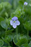 Veronica filiformis. Цветок и листья. Республика Алтай, Шебалинский р-н, с. Камлак, Горно-Алтайский ботанический сад (вероятно, самосев). 10.05.2016.