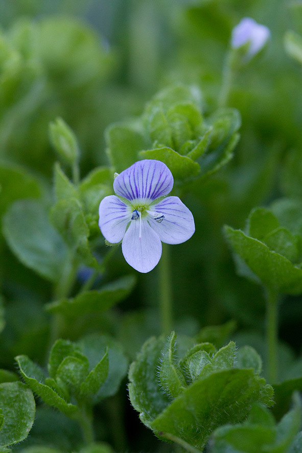 Изображение особи Veronica filiformis.