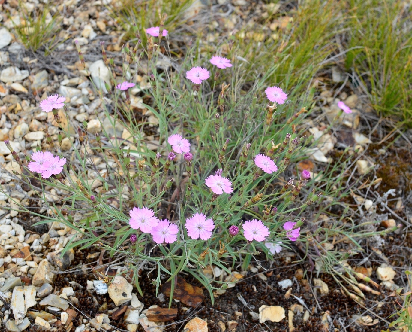 Изображение особи Dianthus uralensis.