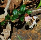 Vaccinium variety minus