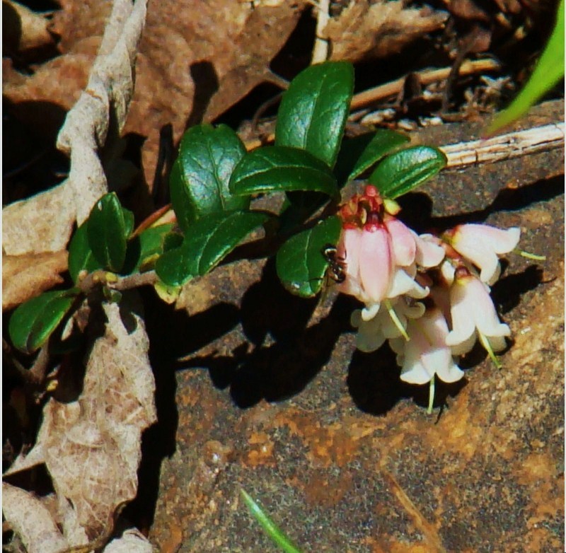 Изображение особи Vaccinium vitis-idaea var. minus.