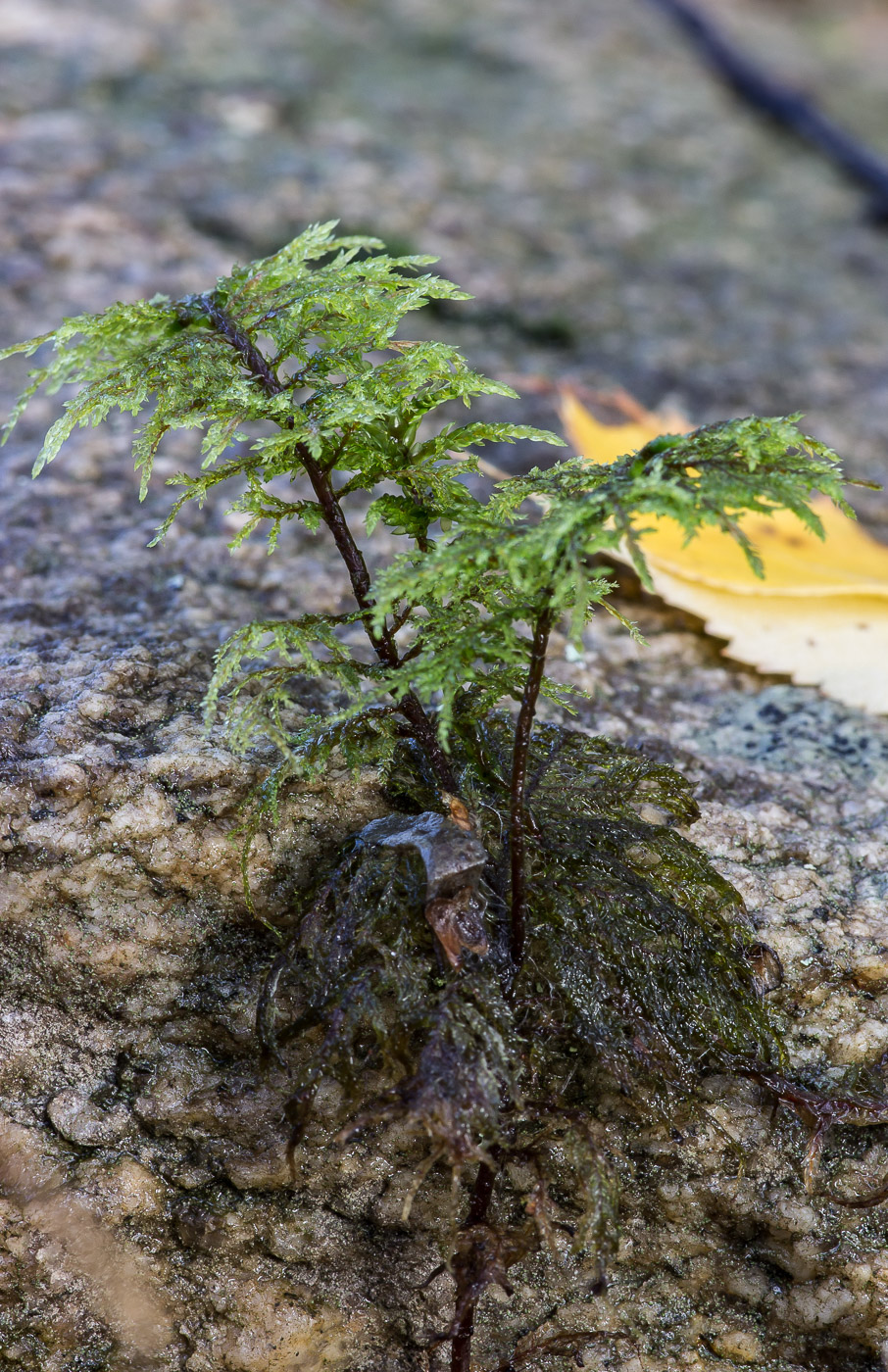 Изображение особи Hylocomium splendens.