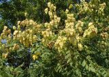 Koelreuteria paniculata. Ветка плодоносящего растения. Краснодарский край, Анапский муниципалитет, г. Анапа, в озеленении набережной. 19.08.2015.