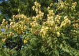 Koelreuteria paniculata