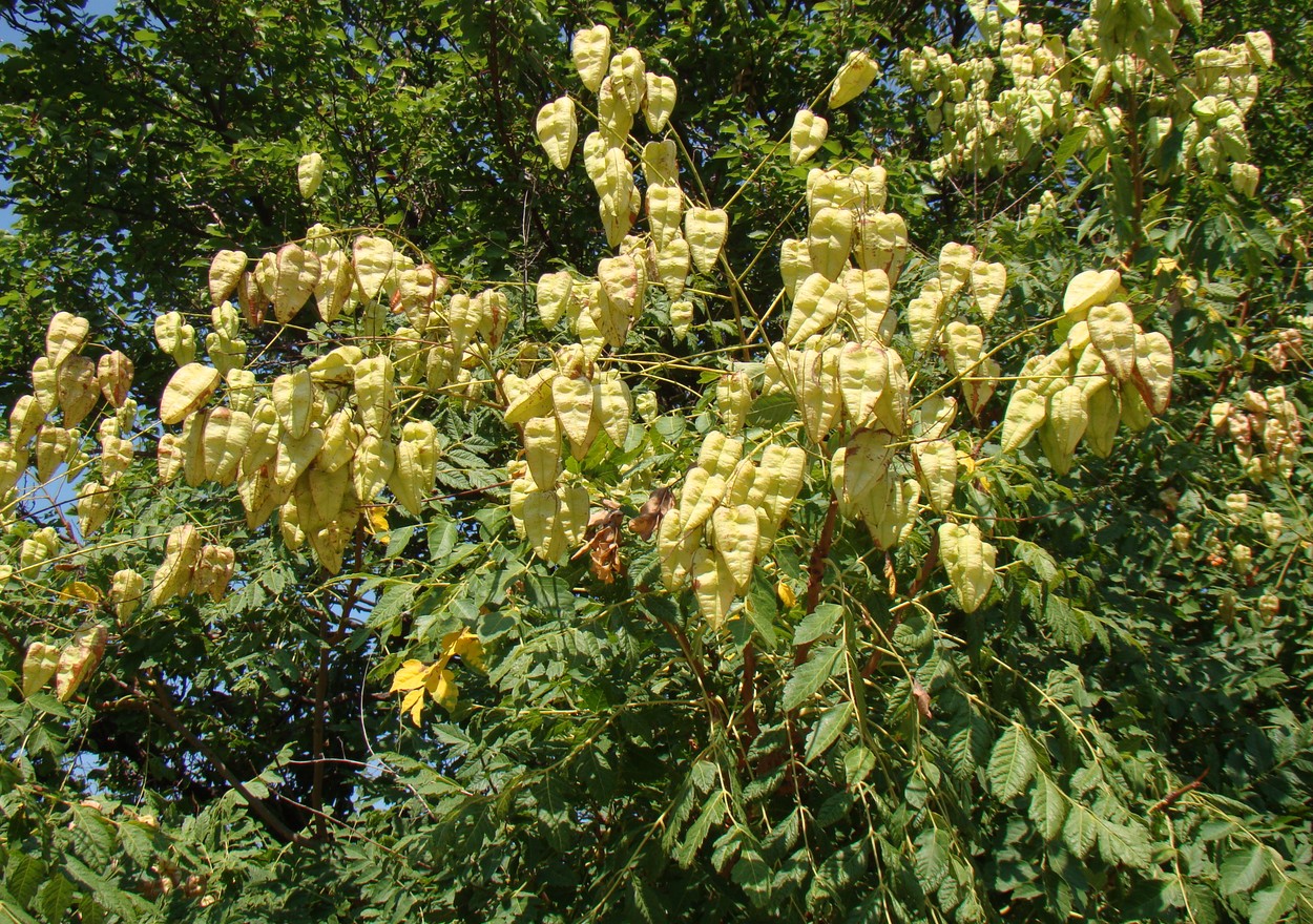 Image of Koelreuteria paniculata specimen.