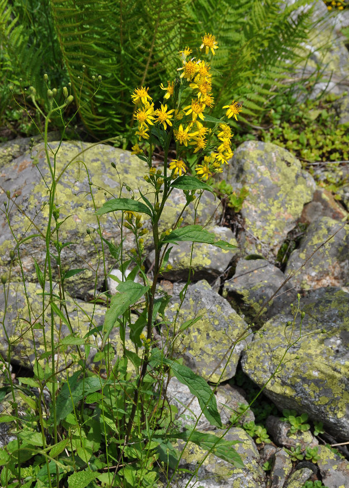 Изображение особи Solidago virgaurea.