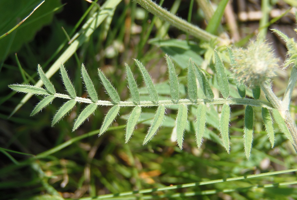 Изображение особи Astragalus onobrychis.