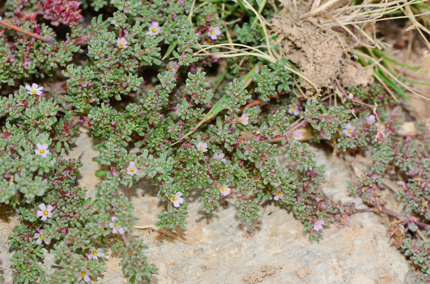 Image of Frankenia pulverulenta specimen.