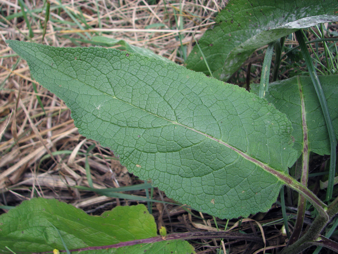 Изображение особи Verbascum nigrum.