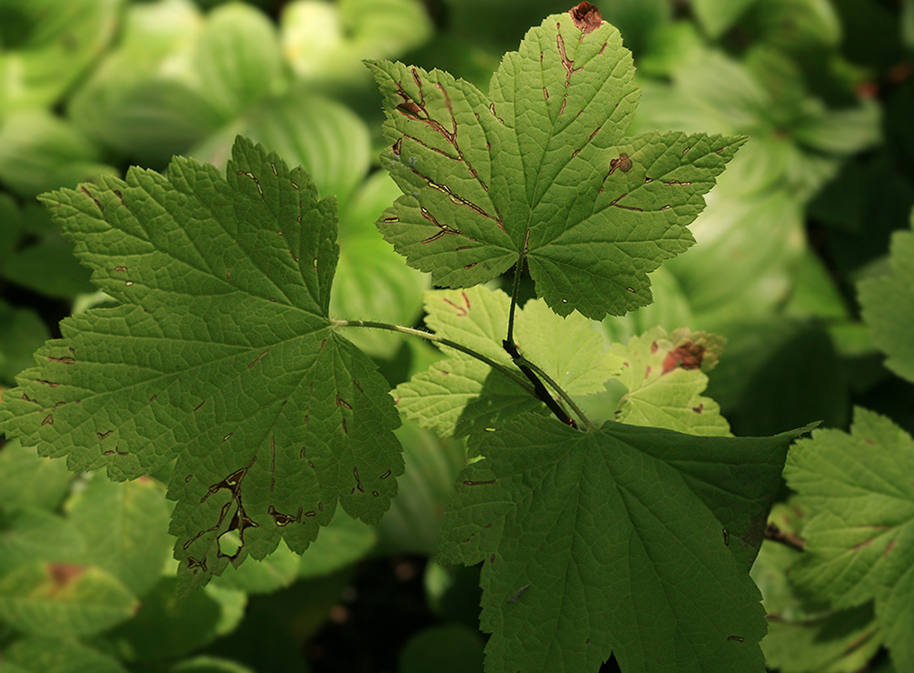 Изображение особи Ribes latifolium.