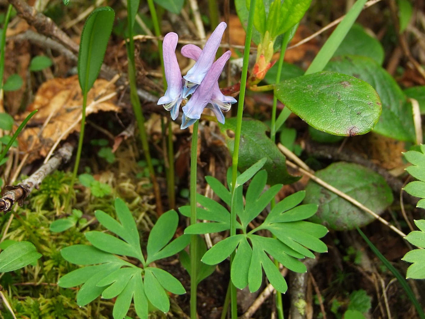 Image of Corydalis arctica specimen.