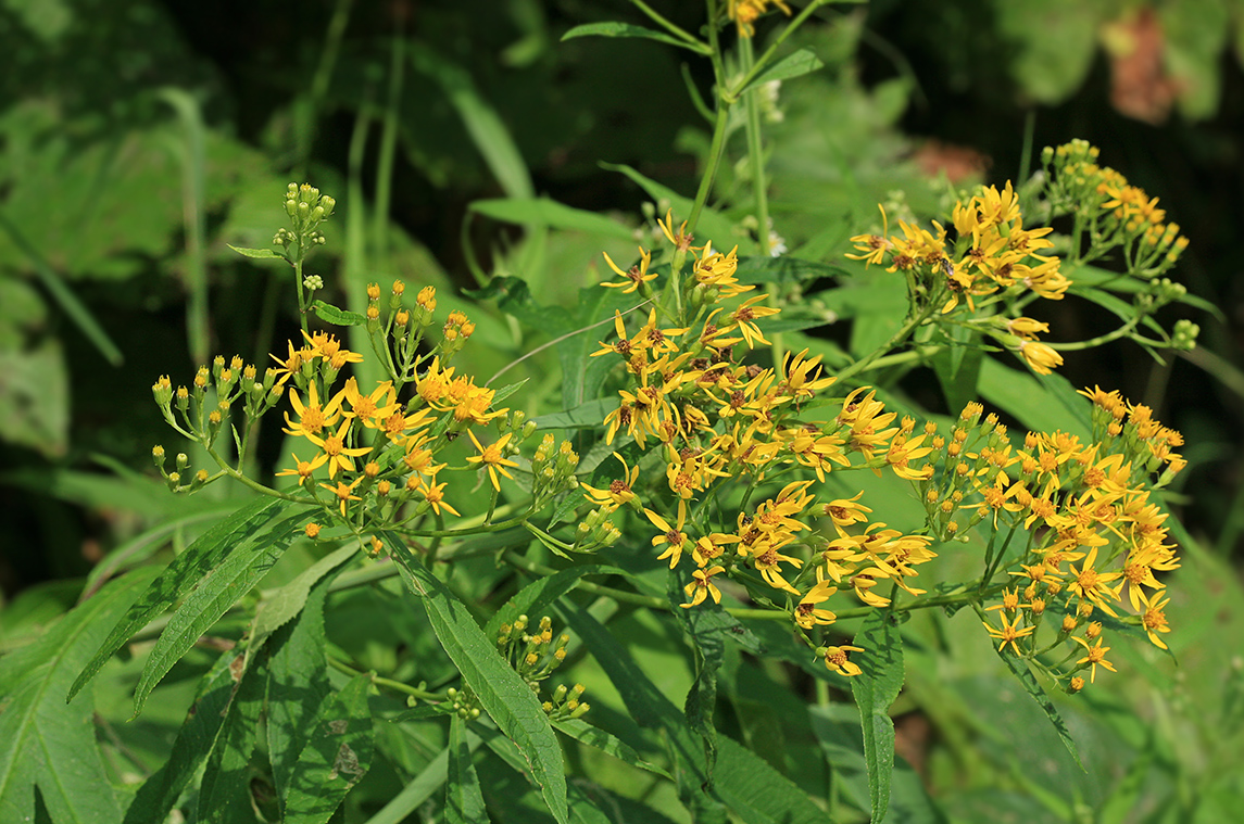 Image of Senecio cannabifolius specimen.