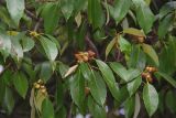 Quercus longinux