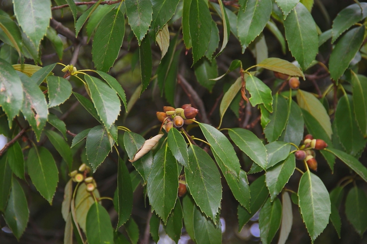 Image of Quercus longinux specimen.