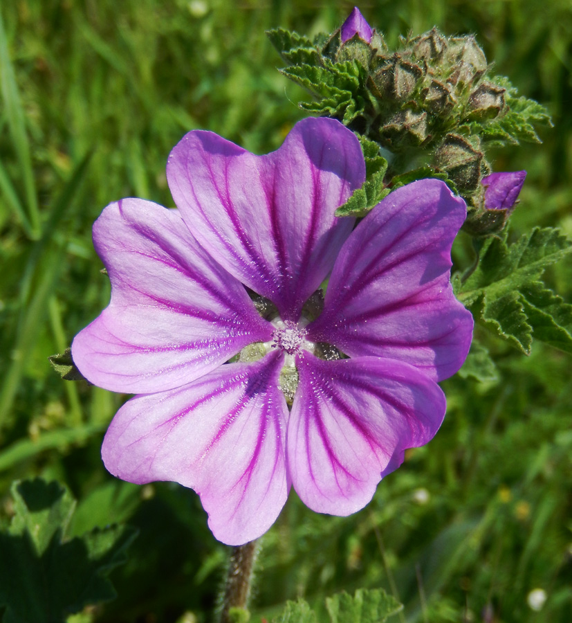 Image of Malva sylvestris specimen.