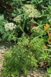 genus Conioselinum. Цветущее растение. Сахалинская обл., Томаринский р-н, окр. м. Старомаячный, нарушенный щебнистый склон сопки, верхняя часть. 21.08.2016.